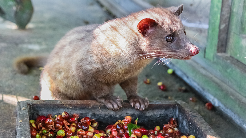 tahi luwak