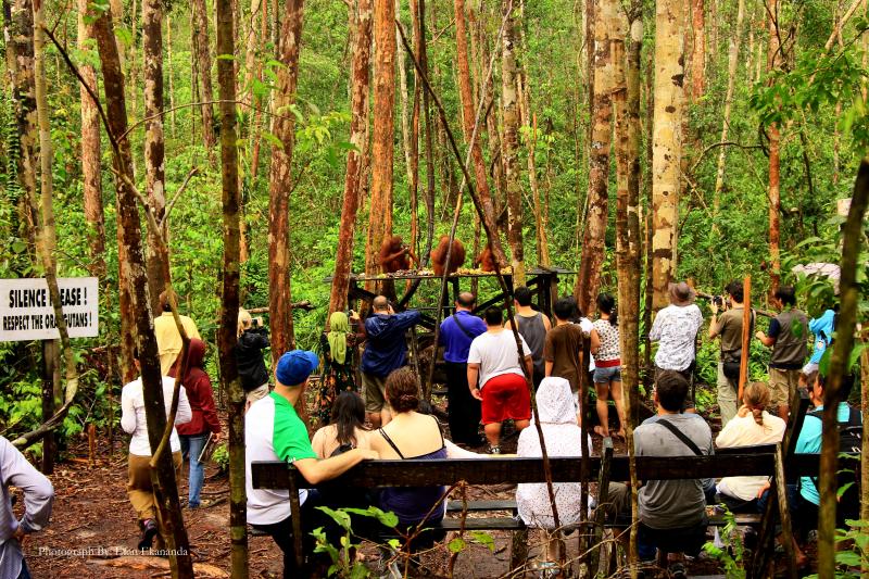 taman nasional tanjung puting