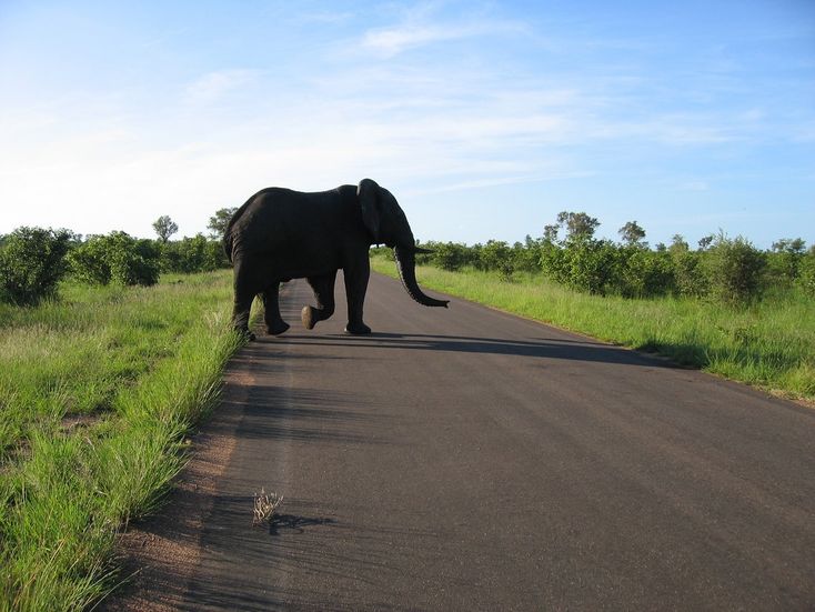 taman negara kruger