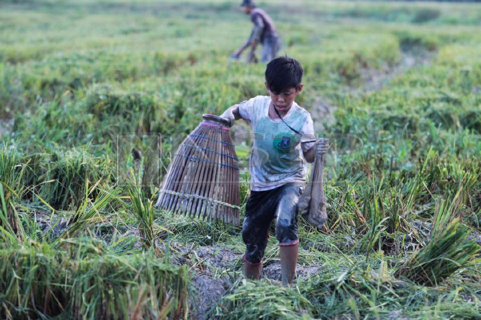 tangkap ikan di sawah