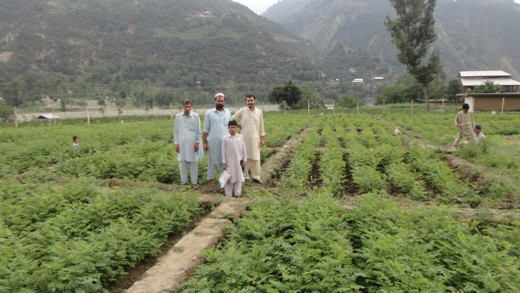 tapak semaian pokok di pakistan