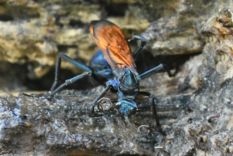 tarantula hawk