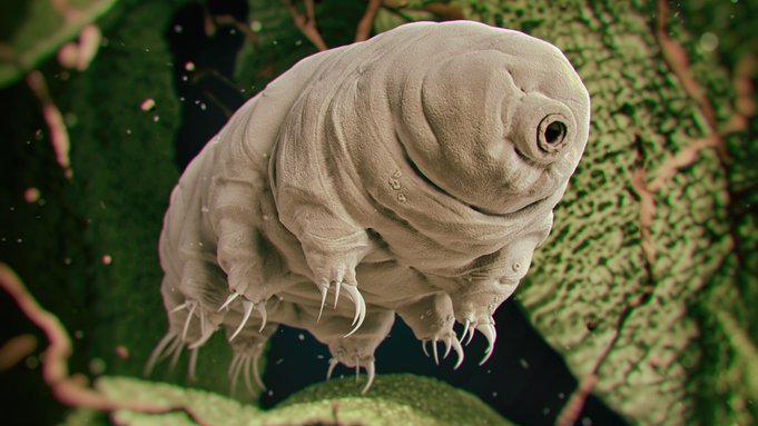 tardigrade beruang air superpower