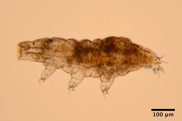 tardigrade hidupan tahan lasak sejuk beku