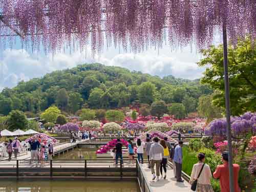 tasik di ashikaga flower park