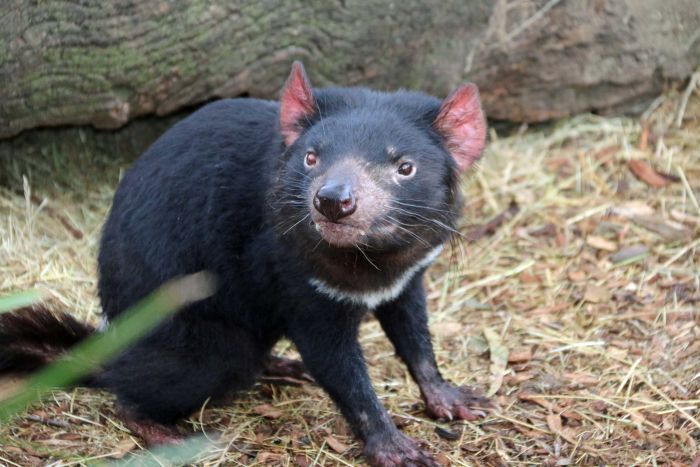 tasmanian devil