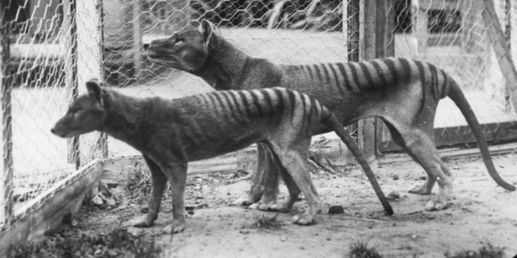 tasmanian tiger 2 801