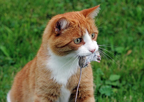 taxoplasmosis dalam kalangan kucing