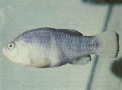 tecopa pupfish