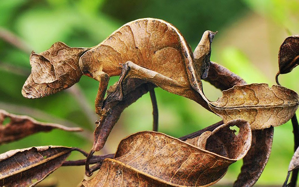 teknik penyamaran cicak daun