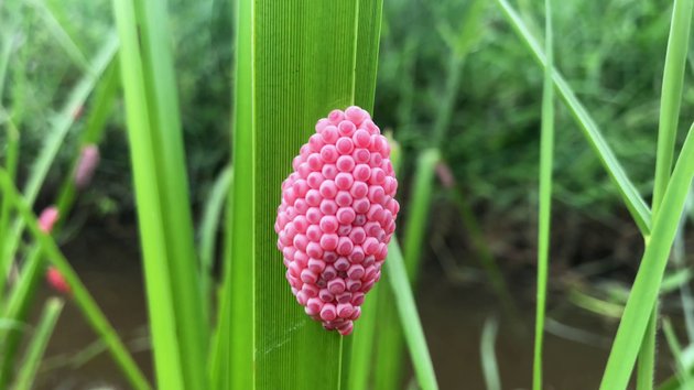 telur siput gondang emas 898