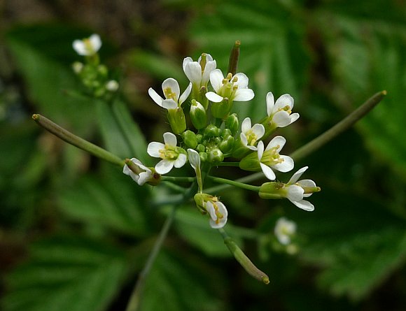 thale cress