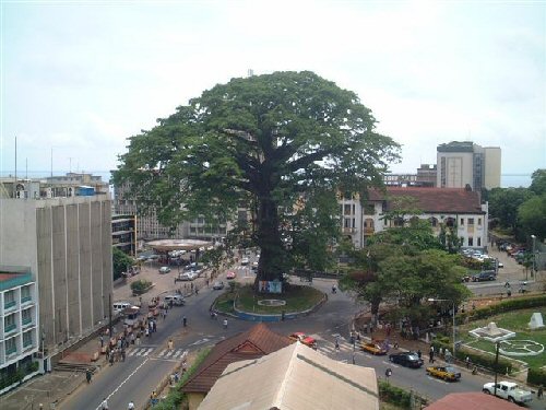 the cotton tree