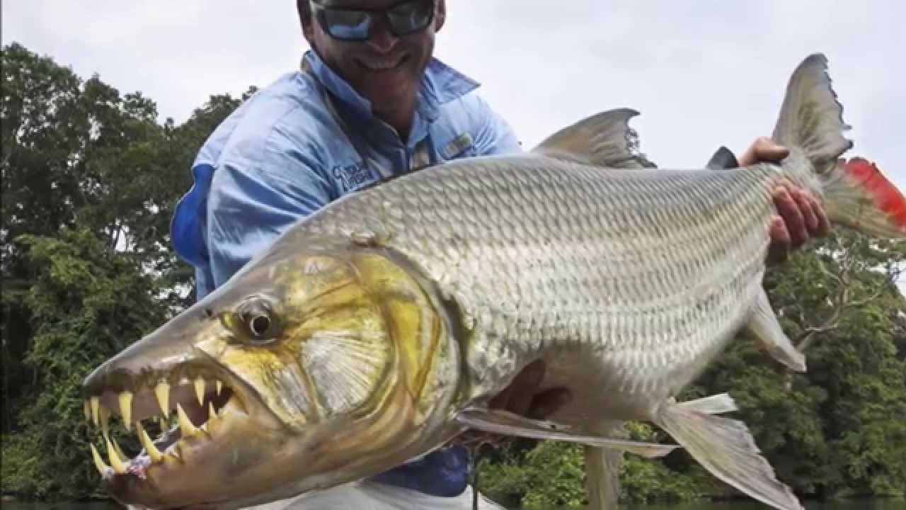 the goliath tigerfish