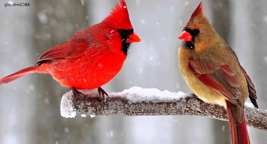 the northern cardinal