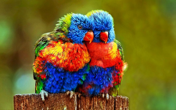 the rainbow lorikeet