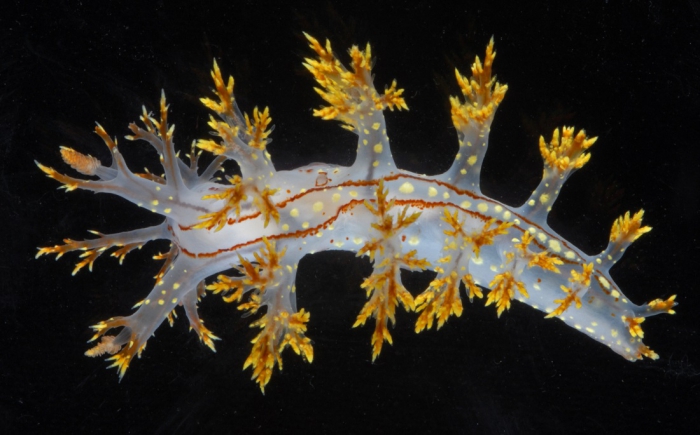 the yellow sea slug of rland 211