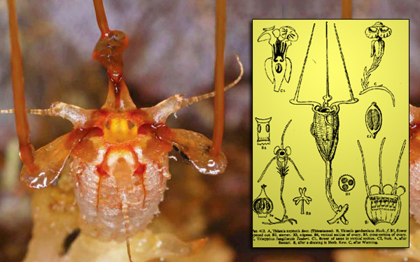 thismia neptunis tumbuhan alien sarawak malaysia