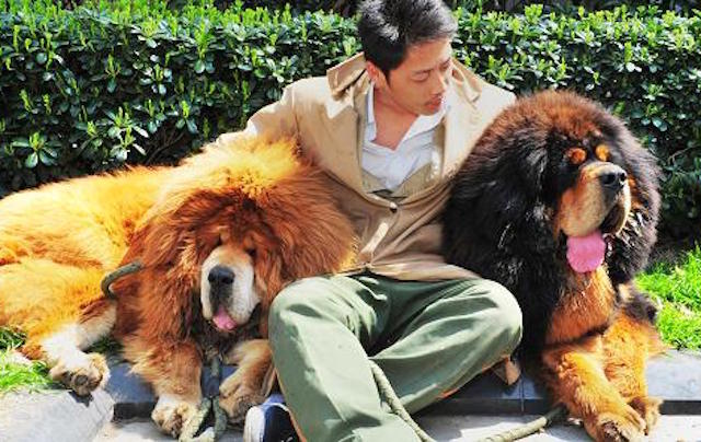 tibetan mastiffs