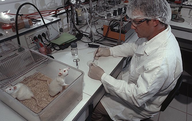 tikus dalam makmal penyelidikan