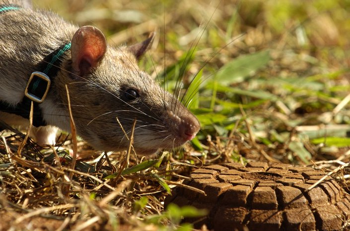 tikus gambia mengesan periuk api