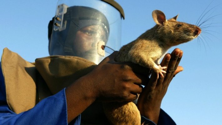 tikus gergasi kesan periuk api