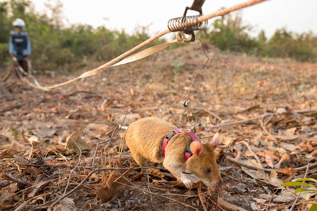 tikus pengesan bom afrika