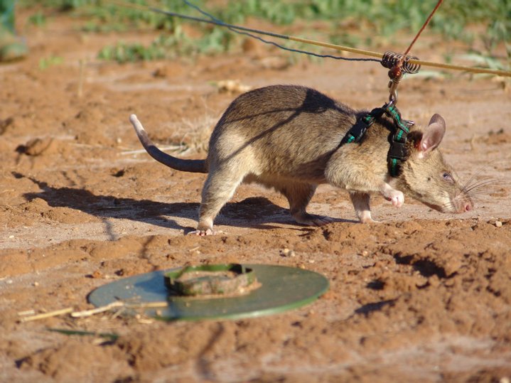 tikus pengesan bom