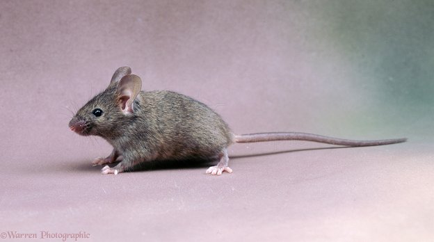 tikus rumah