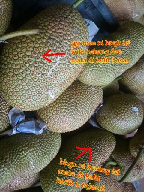 tips pilih cempedak