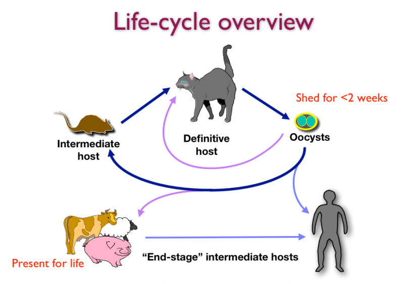 toxoplasmosis