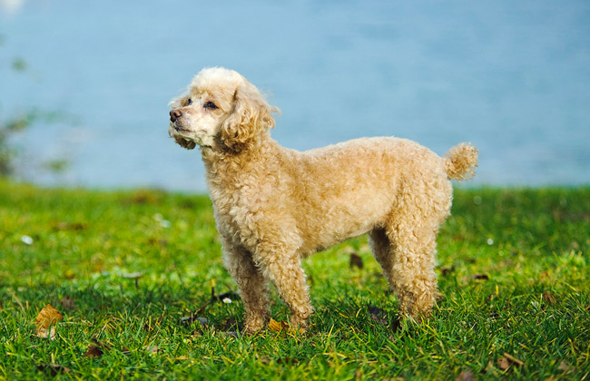 toy poodle