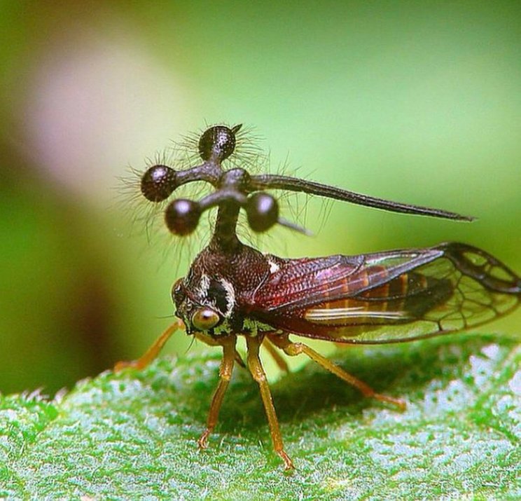 treehopper brazil