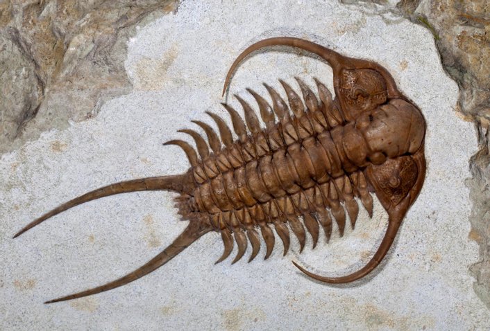 trilobit