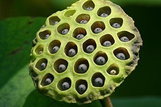 trypophobia fobia jijik atau takut