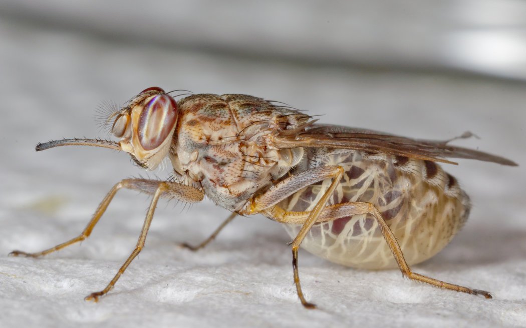 tsetse fly serangga paling berbisa di dunia