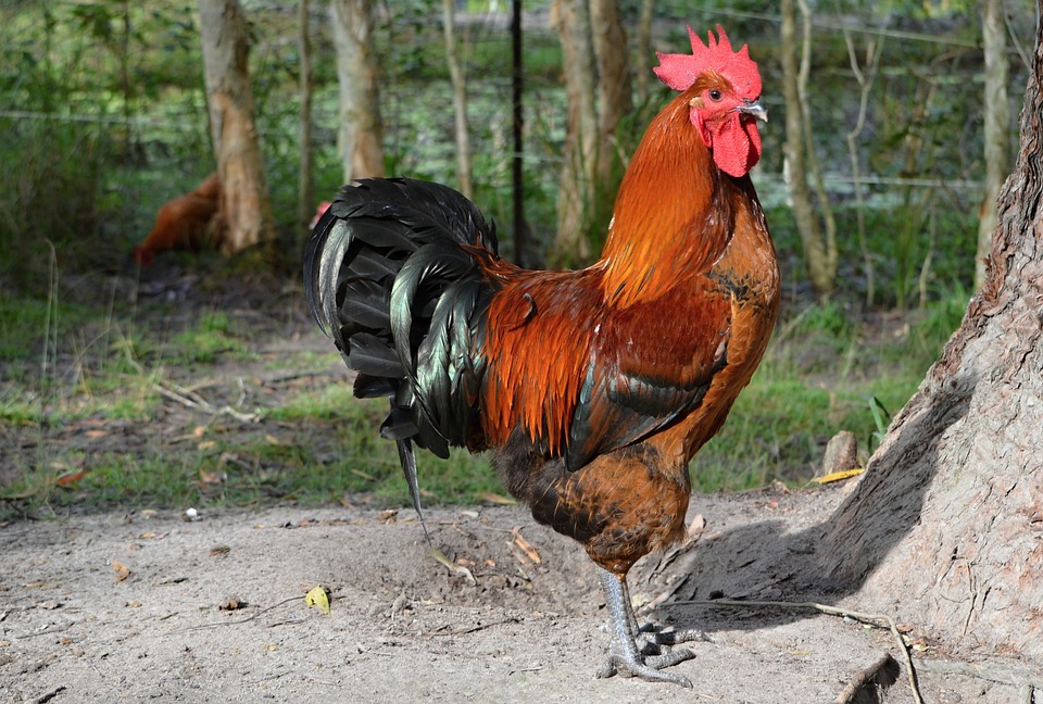 tuah ayam nampak di kaki