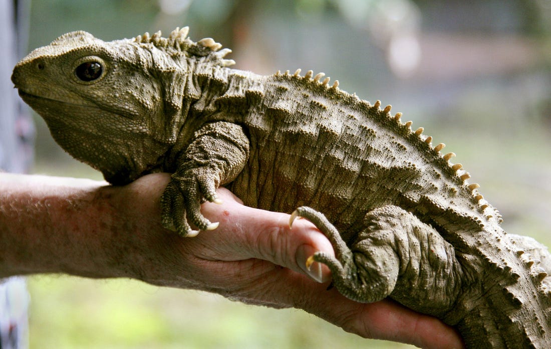 tuatara