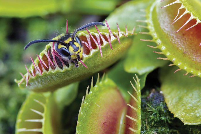 tumbuhan venus flytrap