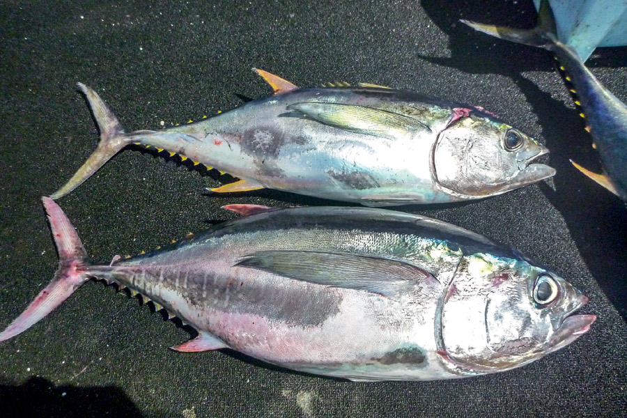 tuna bigeye