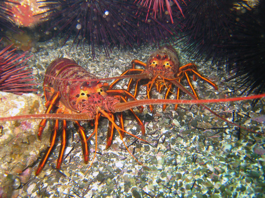 udang karang di lautan