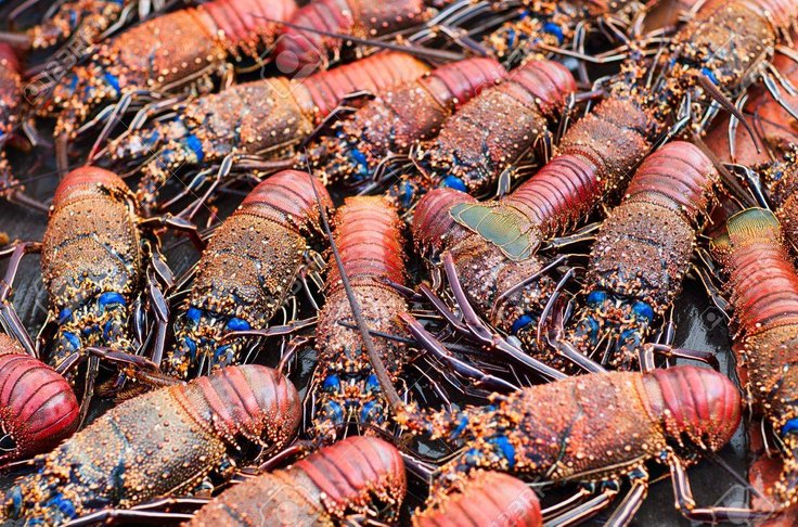 udang karang yang ditangkap