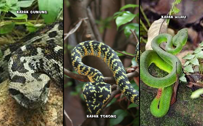 ular kapak gunung kapak tokong kapak hijau