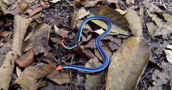 ular karang biru malaya