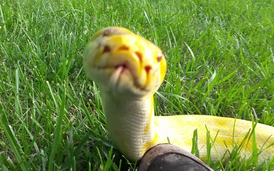 ular snek