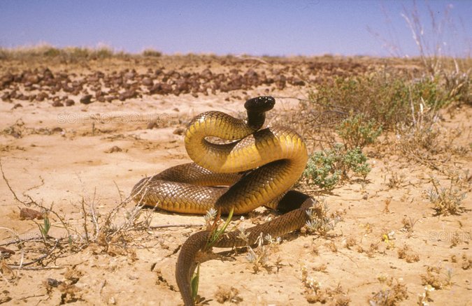 ular taipan pedalaman ular paling berbisa di dunia