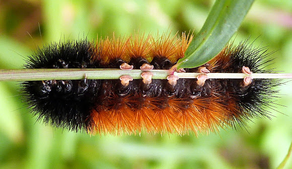 ulat bulu jenis banded wooly bear tahan hidup sejuk beku