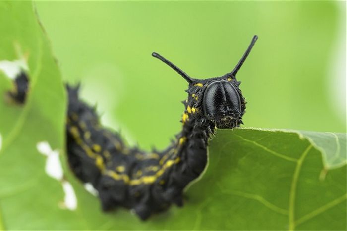 ulat makan daun