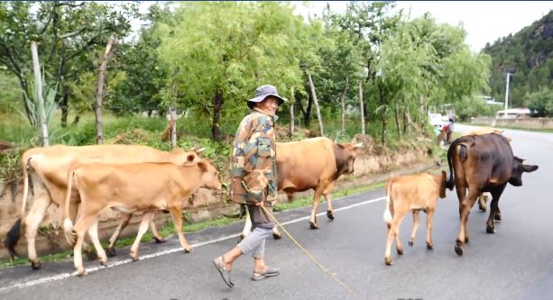 undang undang perlindungan haiwan di bhutan sangat ketat