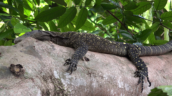 varanus salvadorii